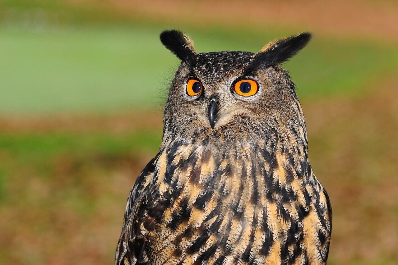 Effarouchement naturel des oiseaux nuisibles Effarouchement naturel des oiseaux nuisibles