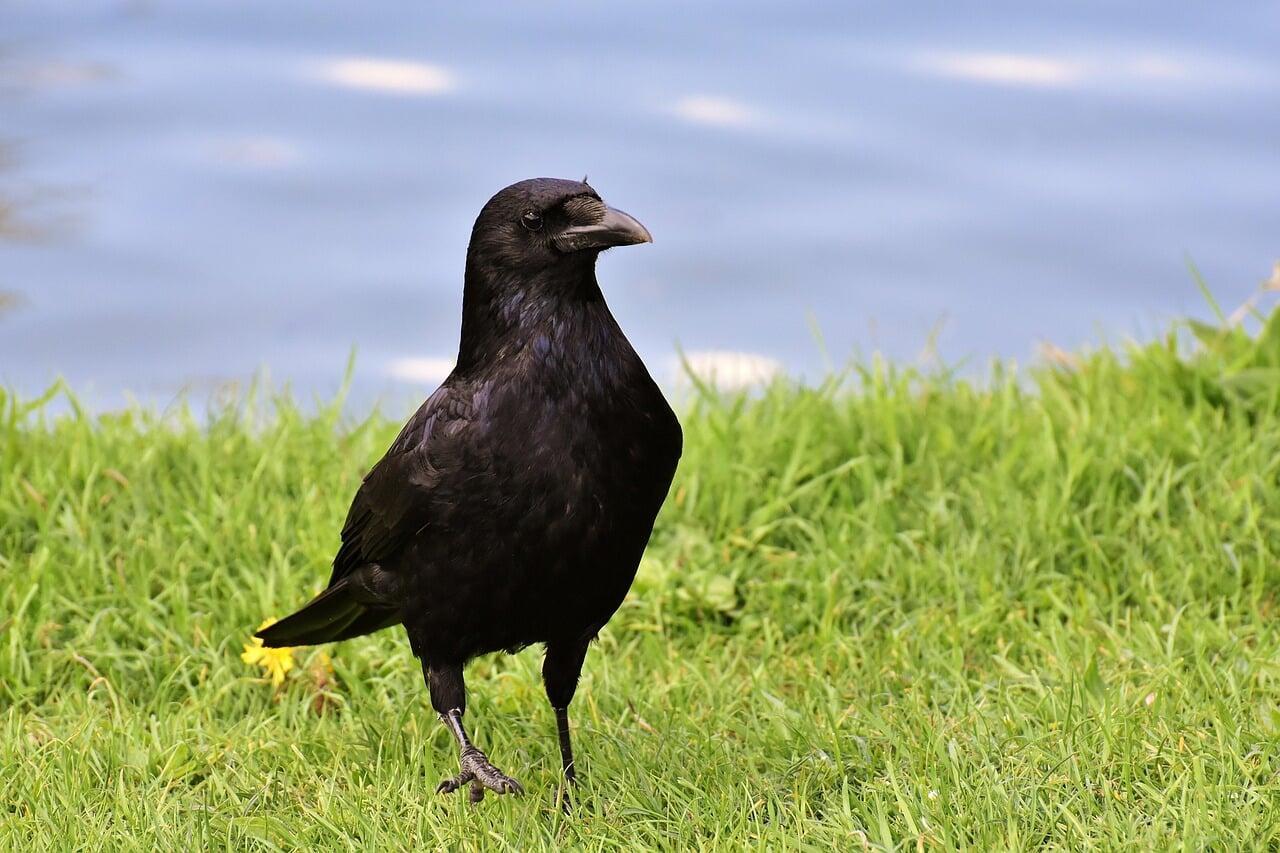 Dégâts des oiseaux : agir rapidement et efficacement