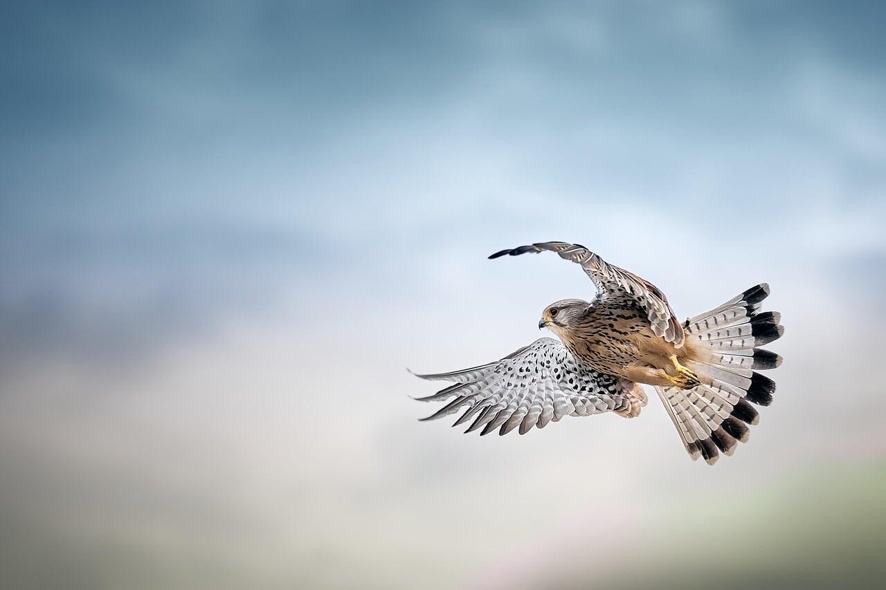 Effarouchement des oiseaux nuisibles sur les semis 